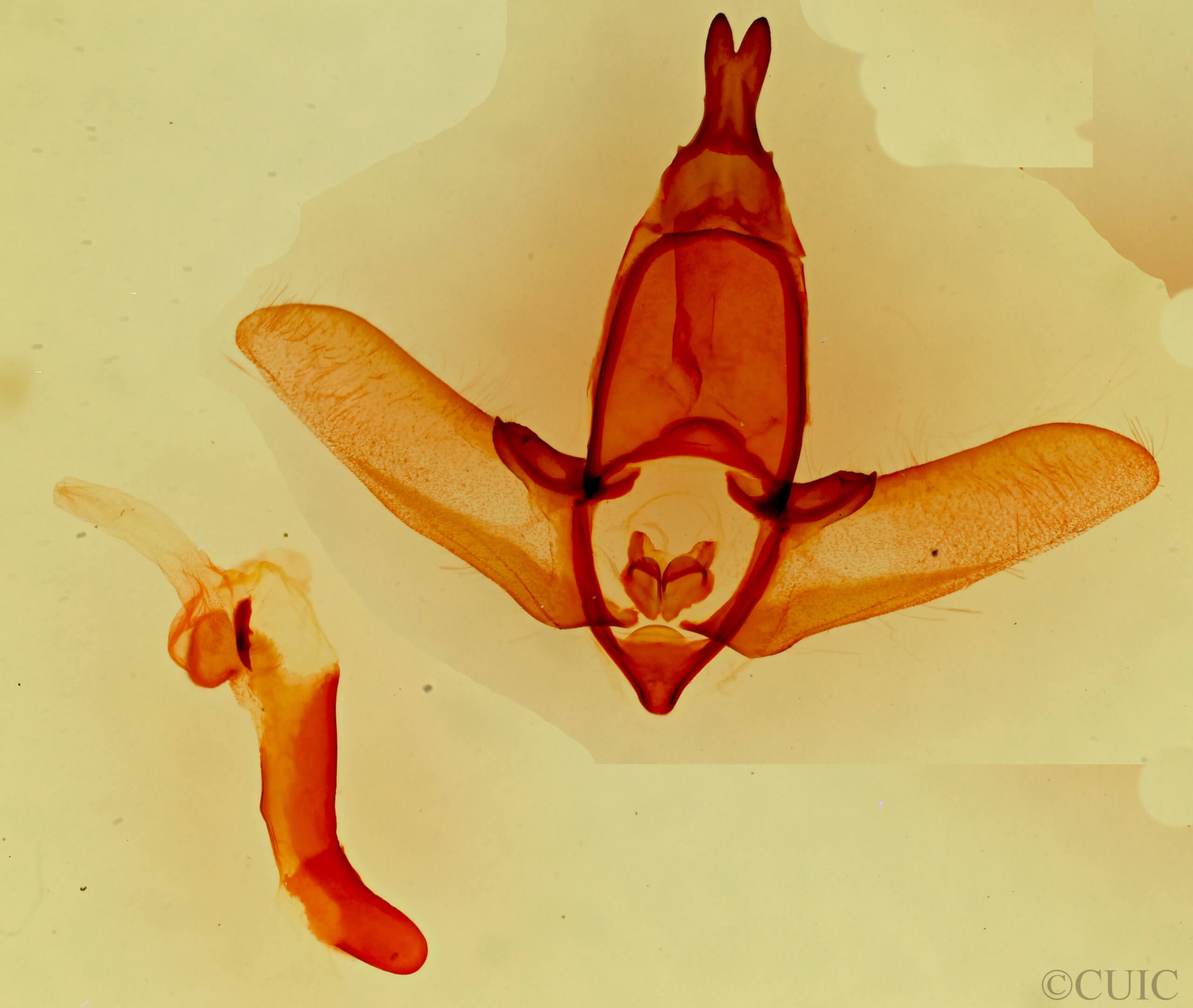 genitalia view of adult Apatelodes pudefacta