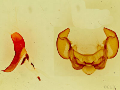 genitalia view of adult Phyllodesma americana