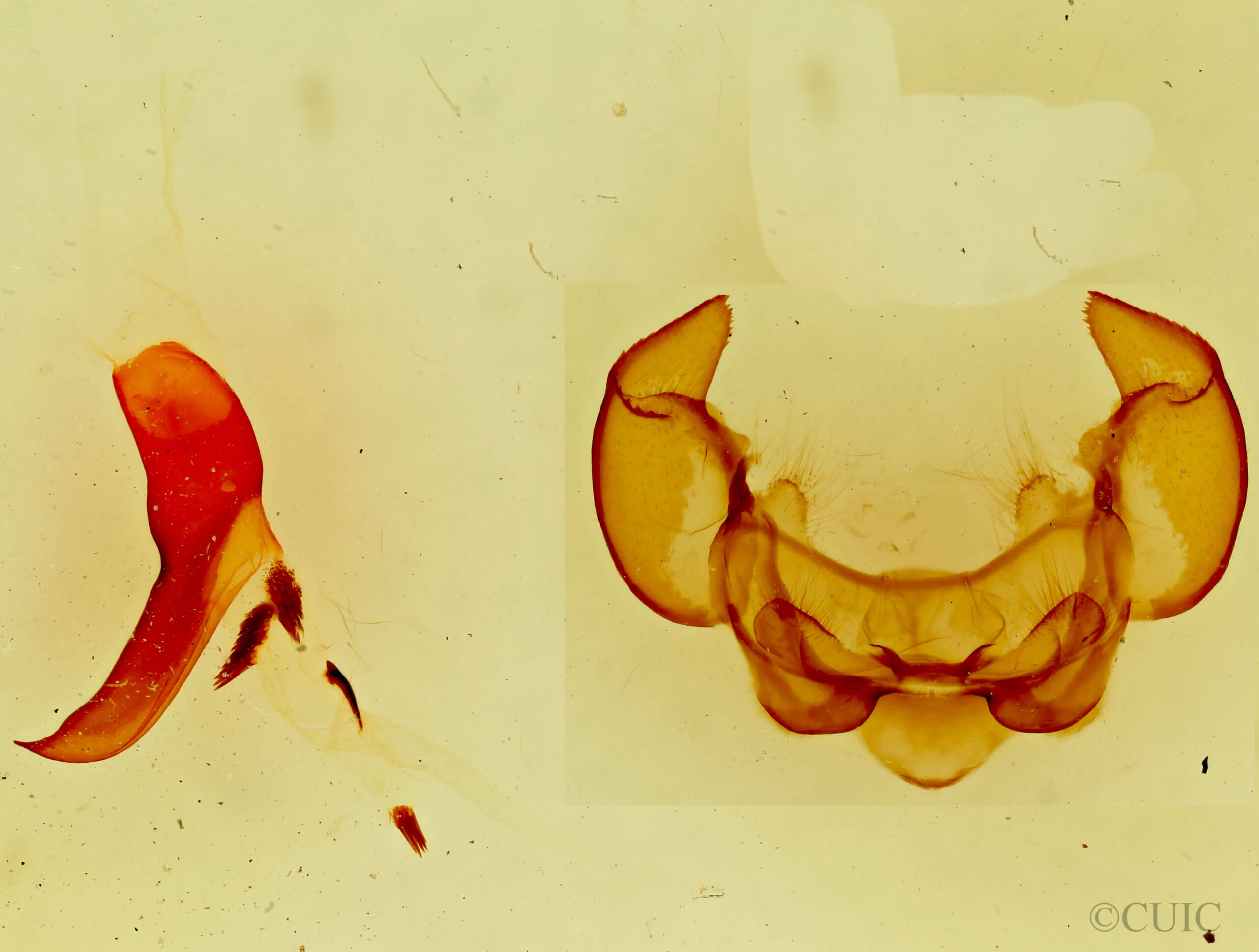 genitalia view of adult Phyllodesma americana