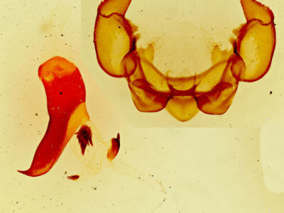 genitalia view of adult Phyllodesma americana