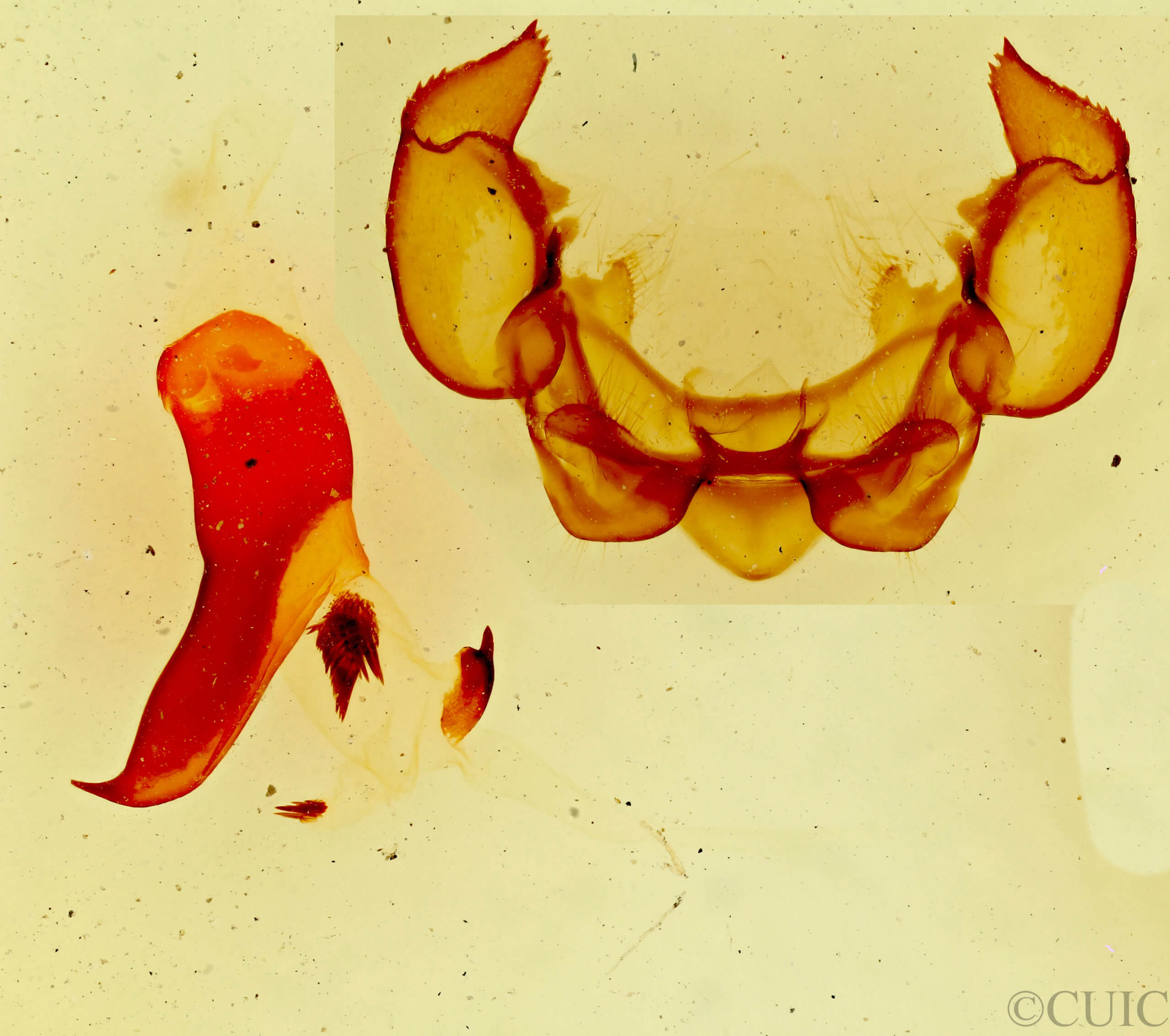 genitalia view of adult Phyllodesma americana