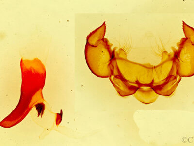 genitalia view of adult Phyllodesma americana