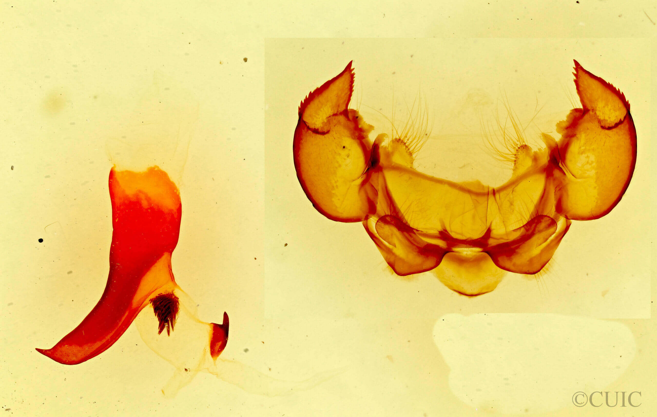 genitalia view of adult Phyllodesma americana