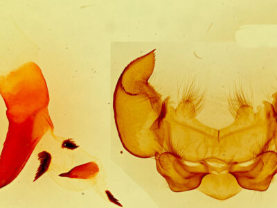 genitalia view of adult Phyllodesma americana