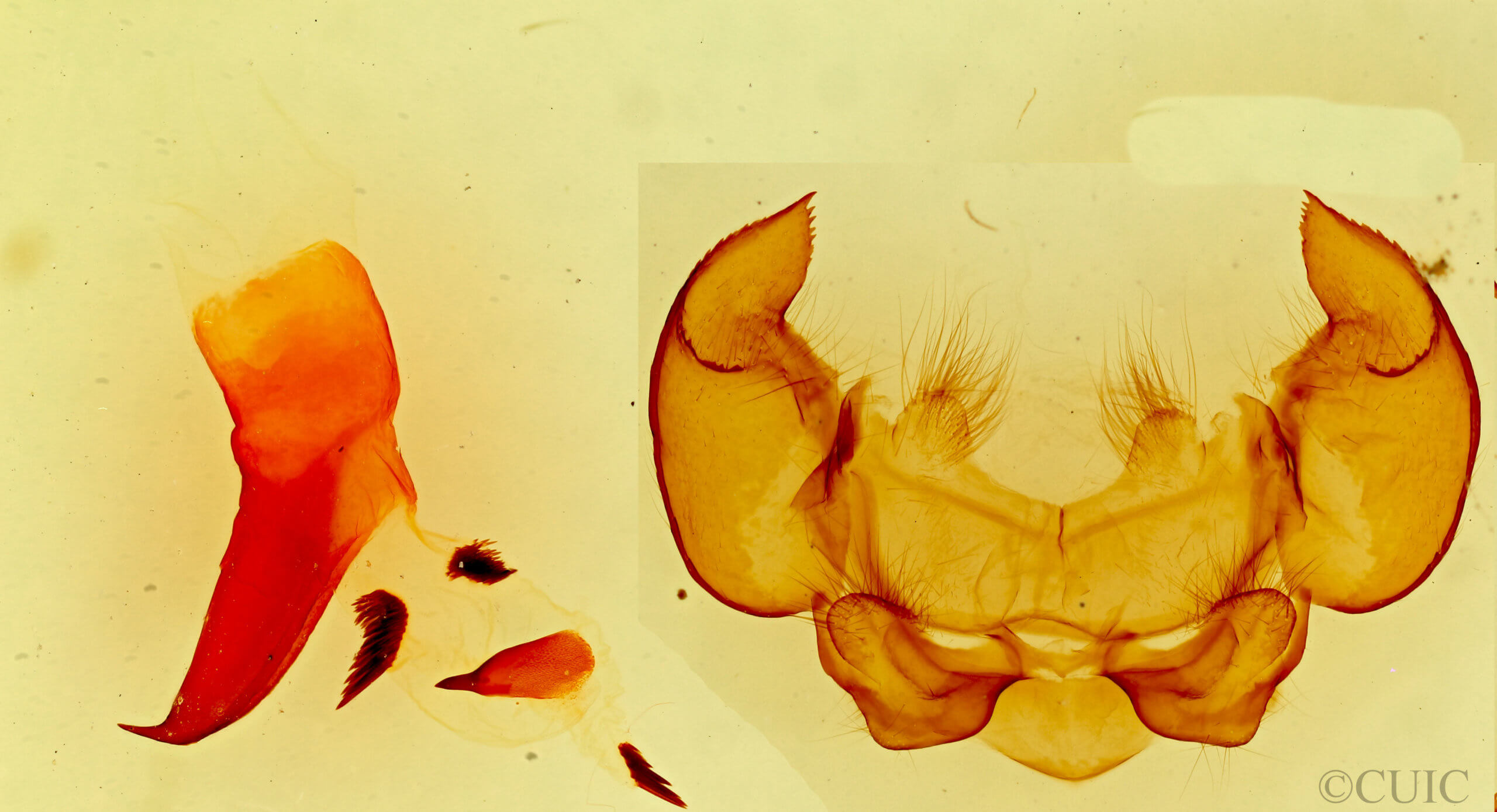 genitalia view of adult Phyllodesma americana