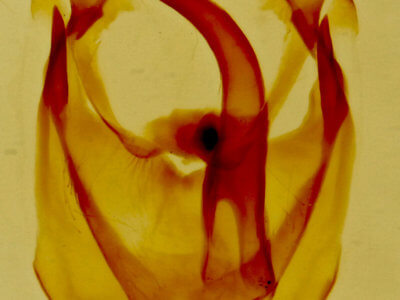 genitalia view of adult Malacosoma disstria