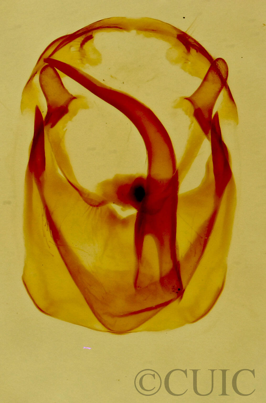 genitalia view of adult Malacosoma disstria