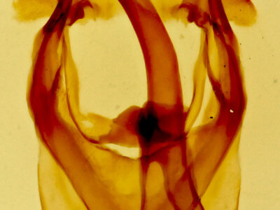 genitalia view of adult Malacosoma tigris