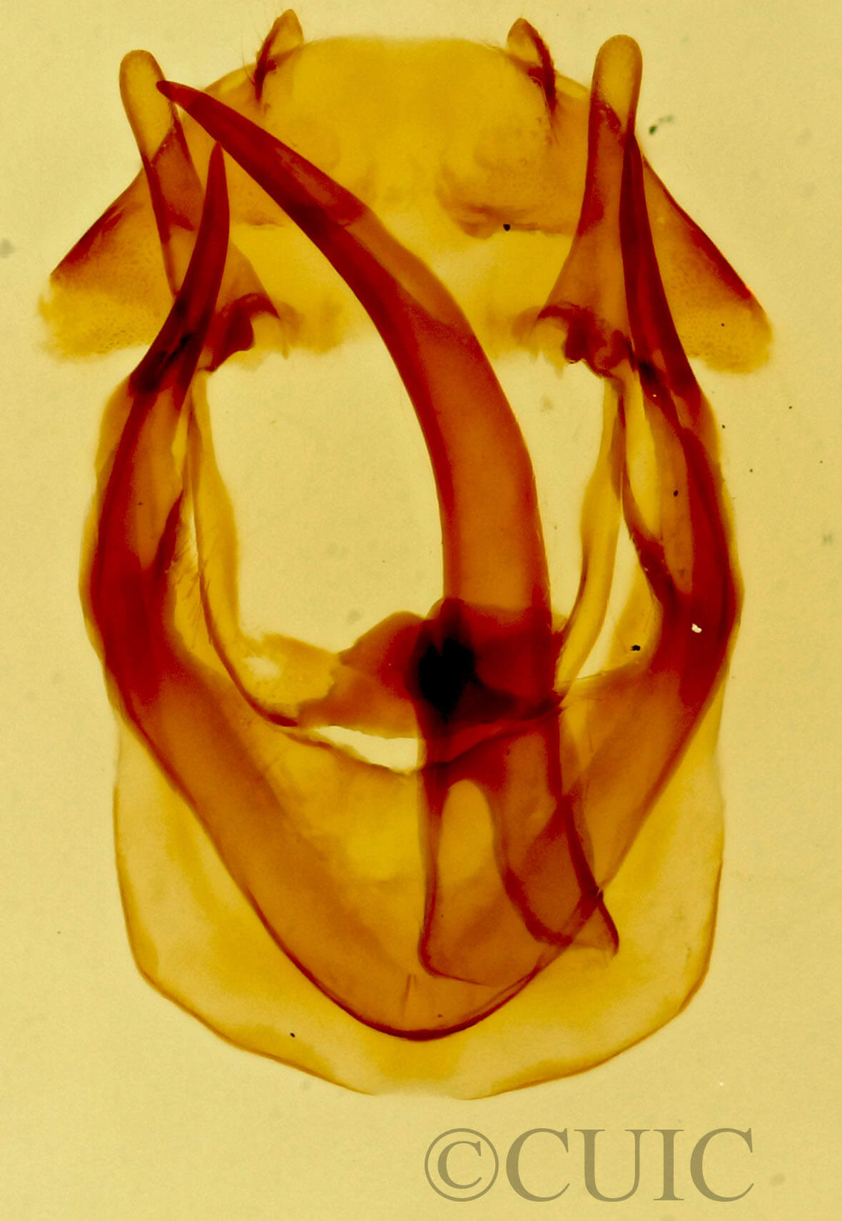 genitalia view of adult Malacosoma tigris