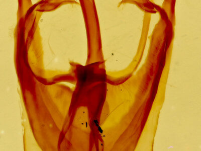 genitalia view of adult Malacosoma americana