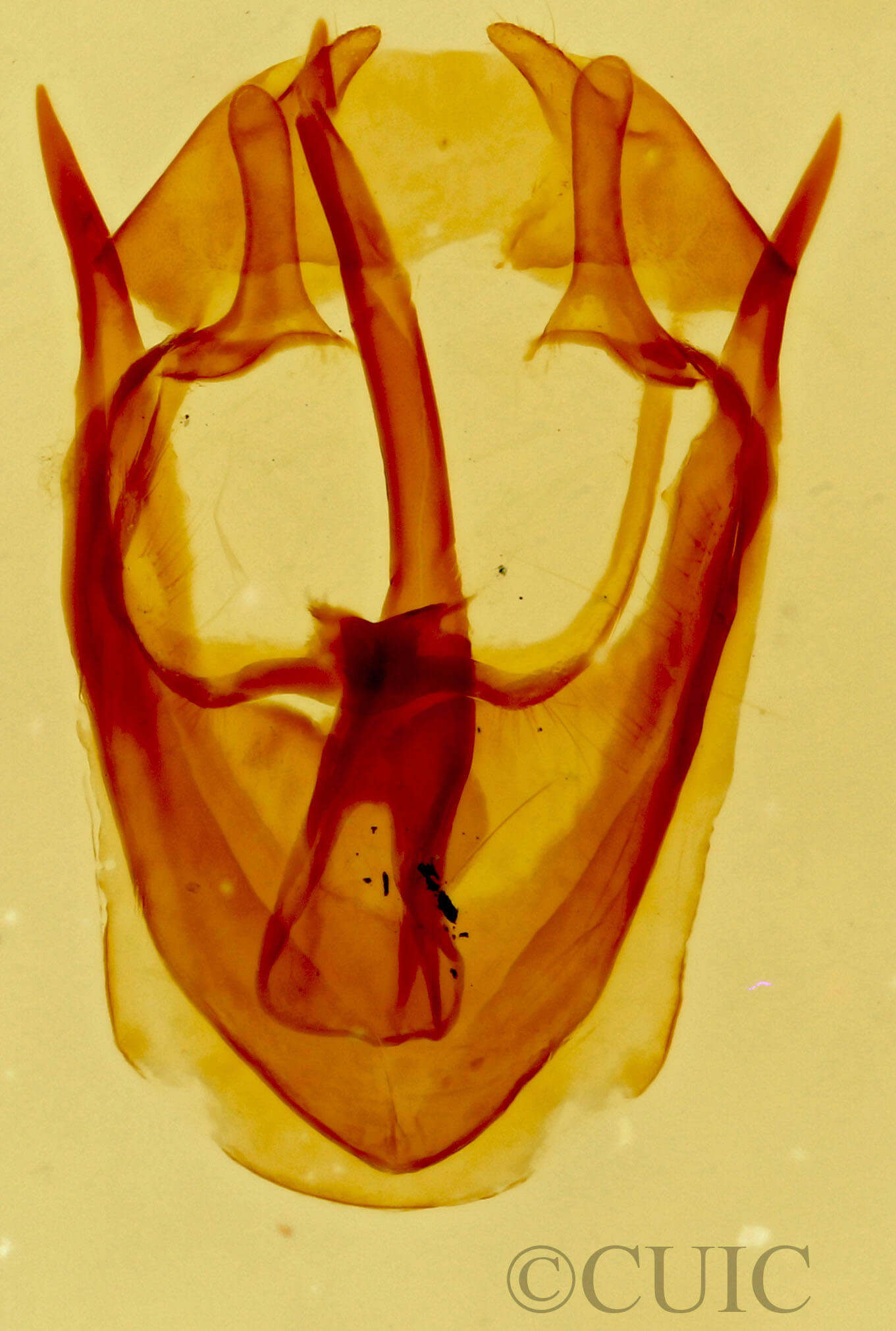 genitalia view of adult Malacosoma americana