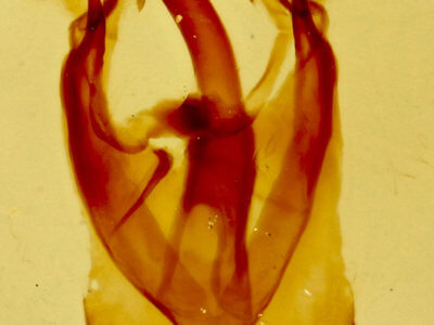 genitalia view of adult Malacosoma californica