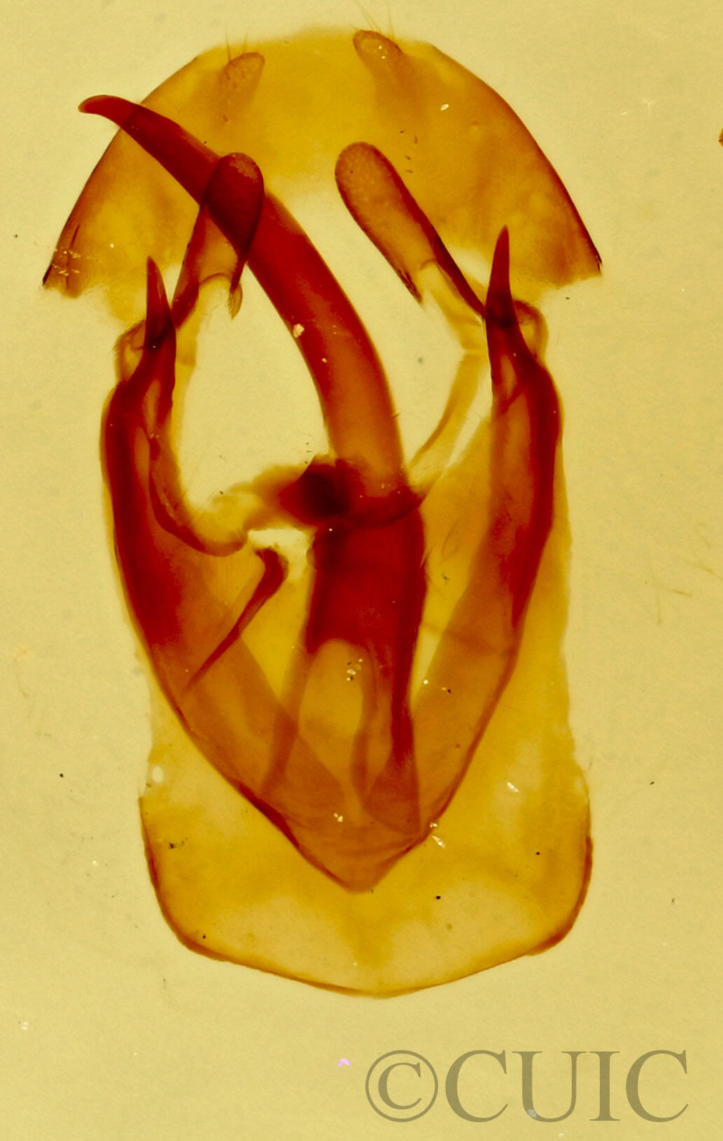 genitalia view of adult Malacosoma californica