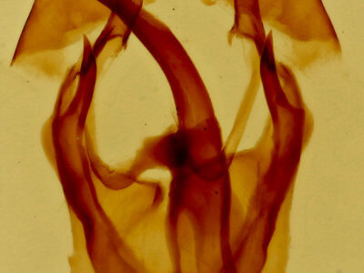 genitalia view of adult Malacosoma incurva
