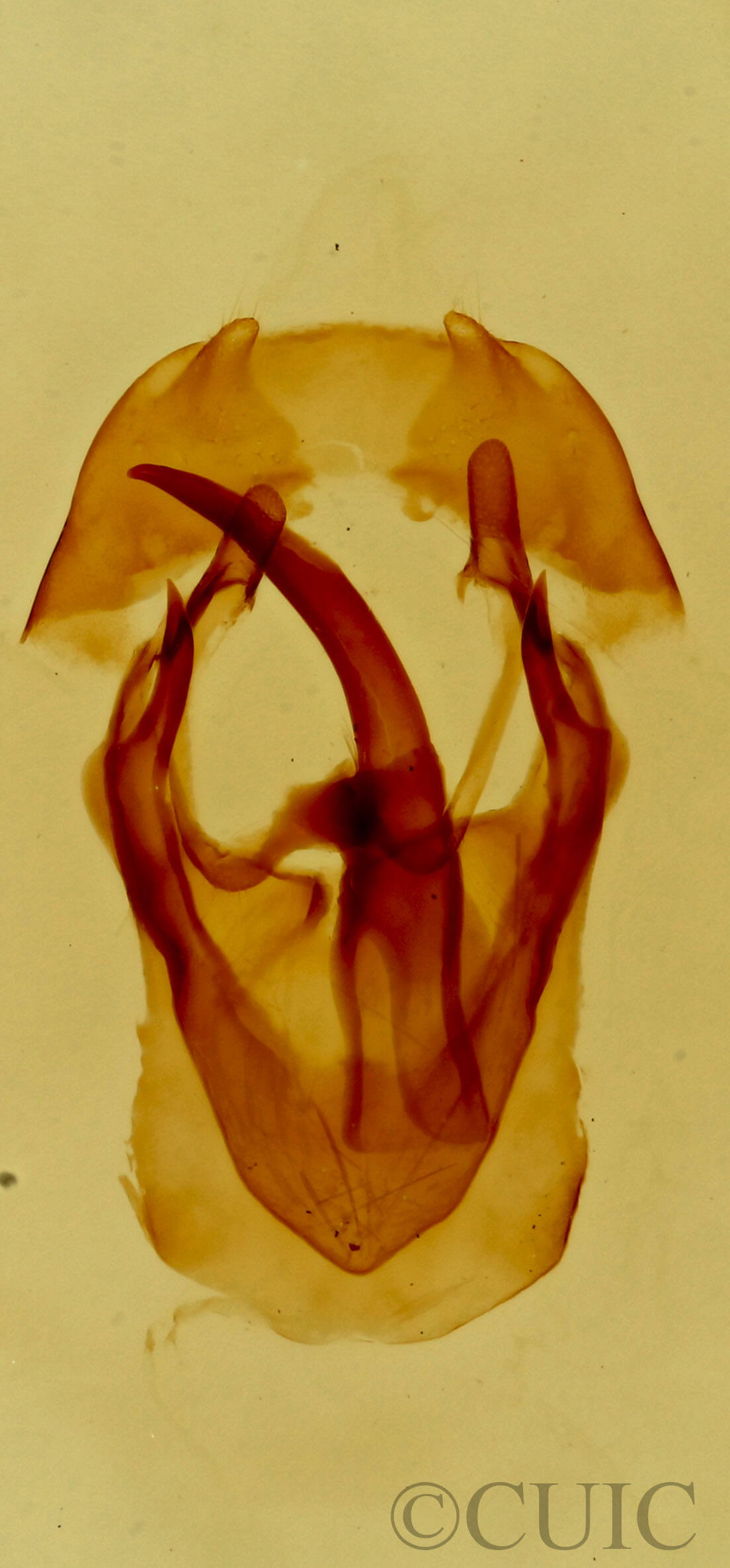 genitalia view of adult Malacosoma incurva