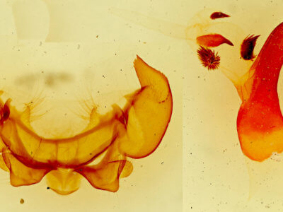 genitalia view of adult Phyllodesma americana