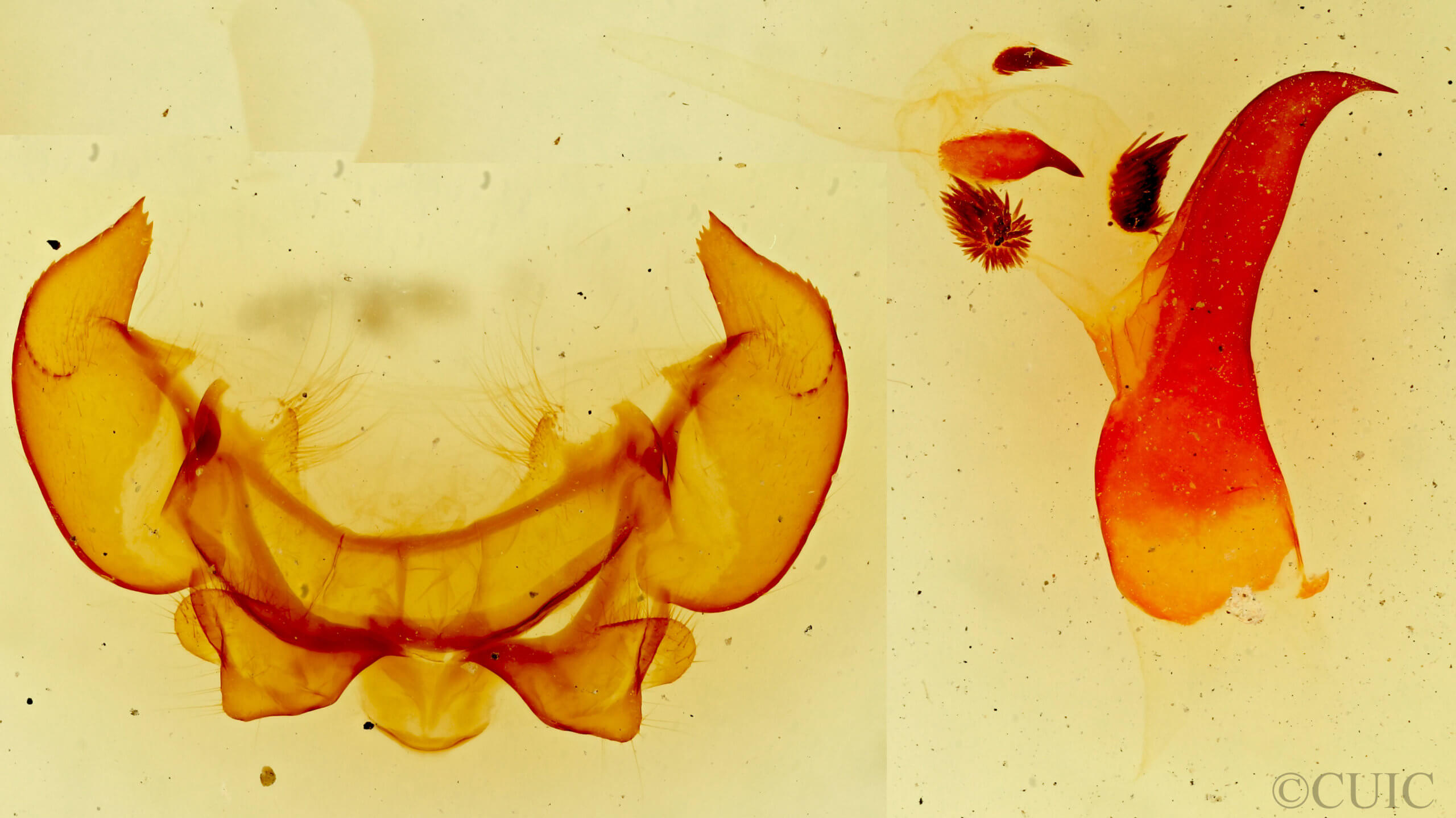 genitalia view of adult Phyllodesma americana
