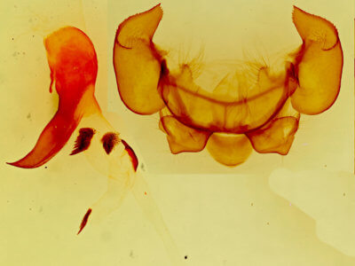 genitalia view of adult Phyllodesma americana