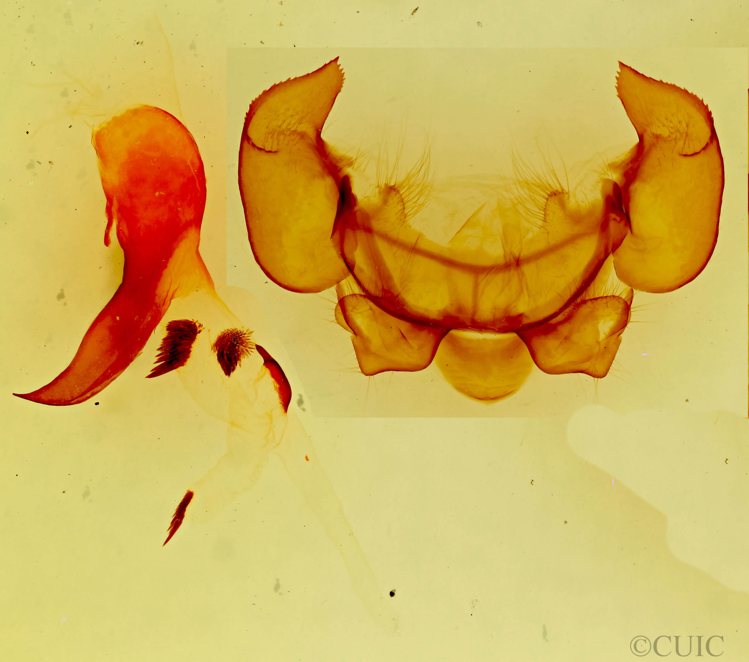 genitalia view of adult Phyllodesma americana