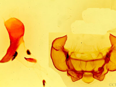 genitalia view of adult Phyllodesma americana