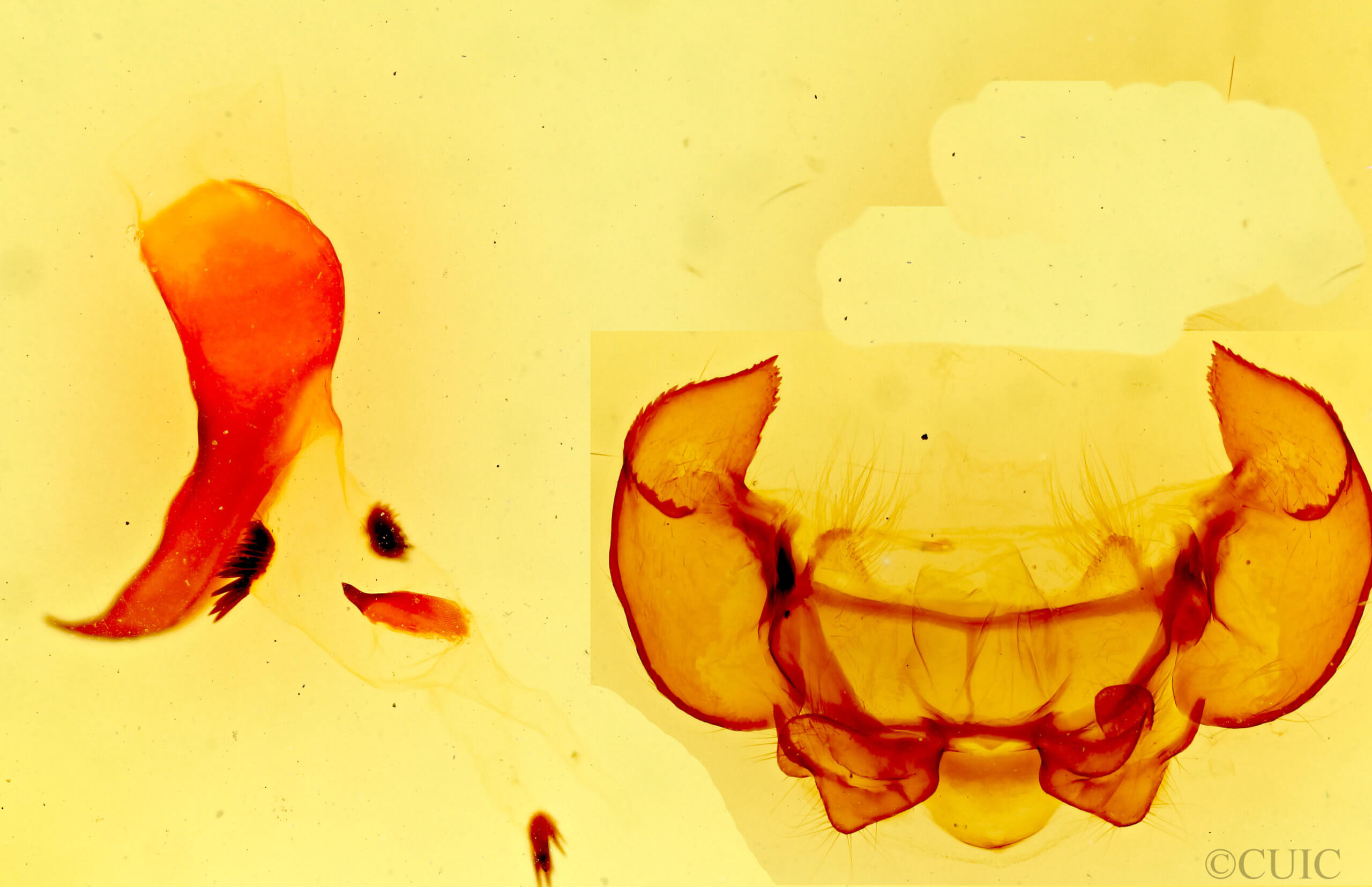 genitalia view of adult Phyllodesma americana