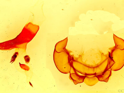 genitalia view of adult Phyllodesma americana