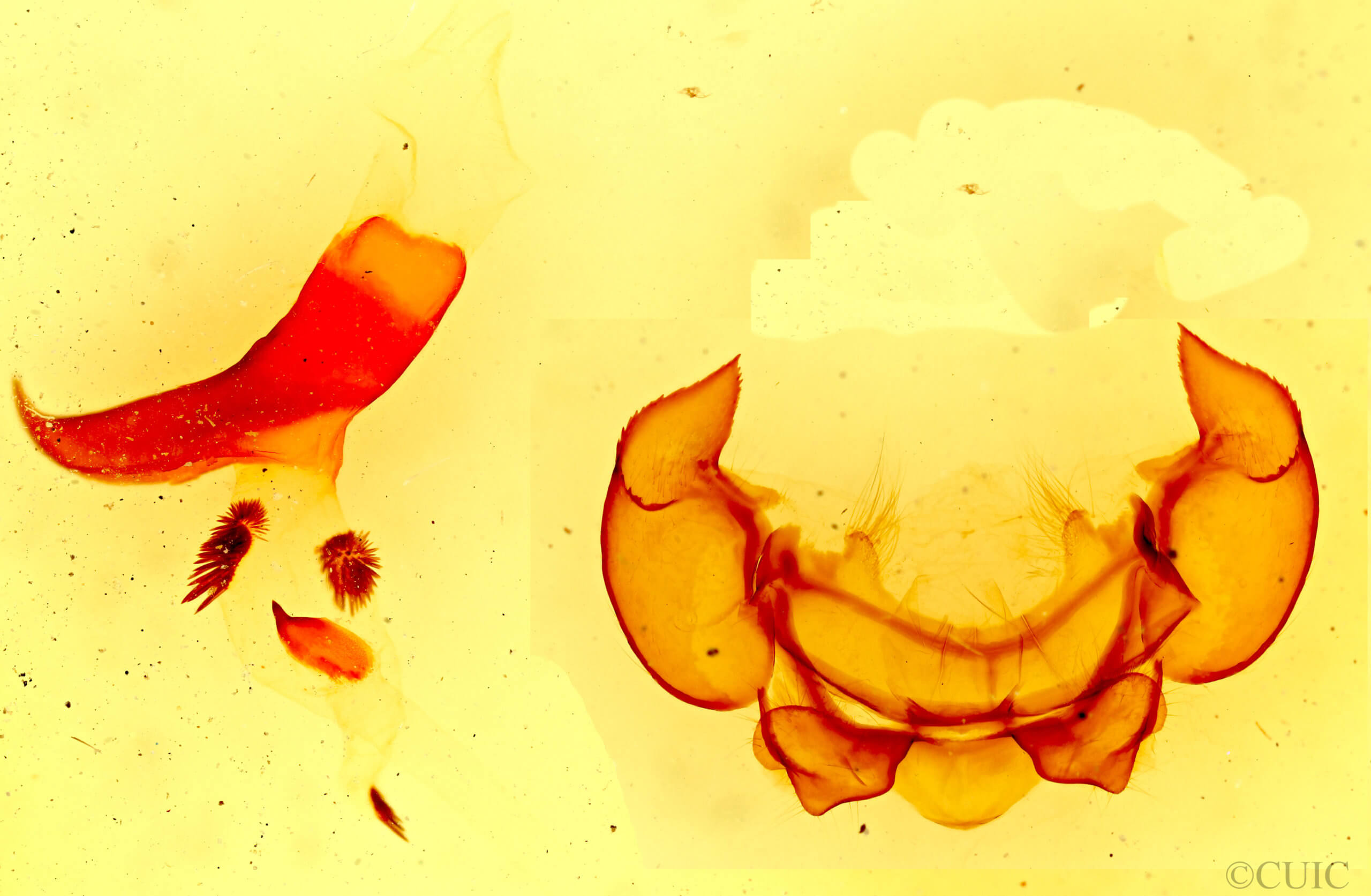 genitalia view of adult Phyllodesma americana