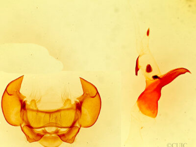 genitalia view of adult Phyllodesma americana