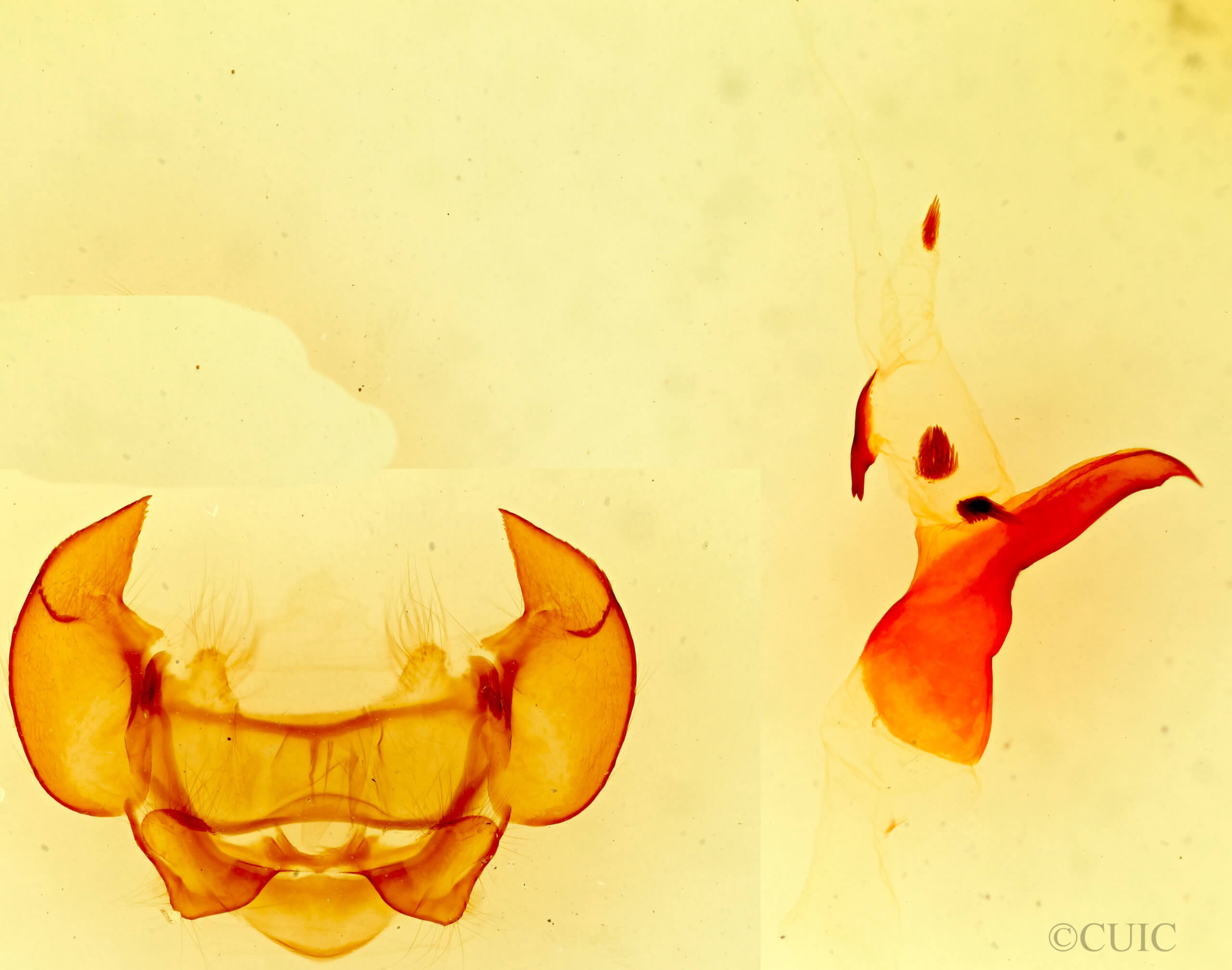 genitalia view of adult Phyllodesma americana