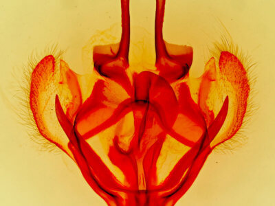 genitalia view of adult Tolype velleda