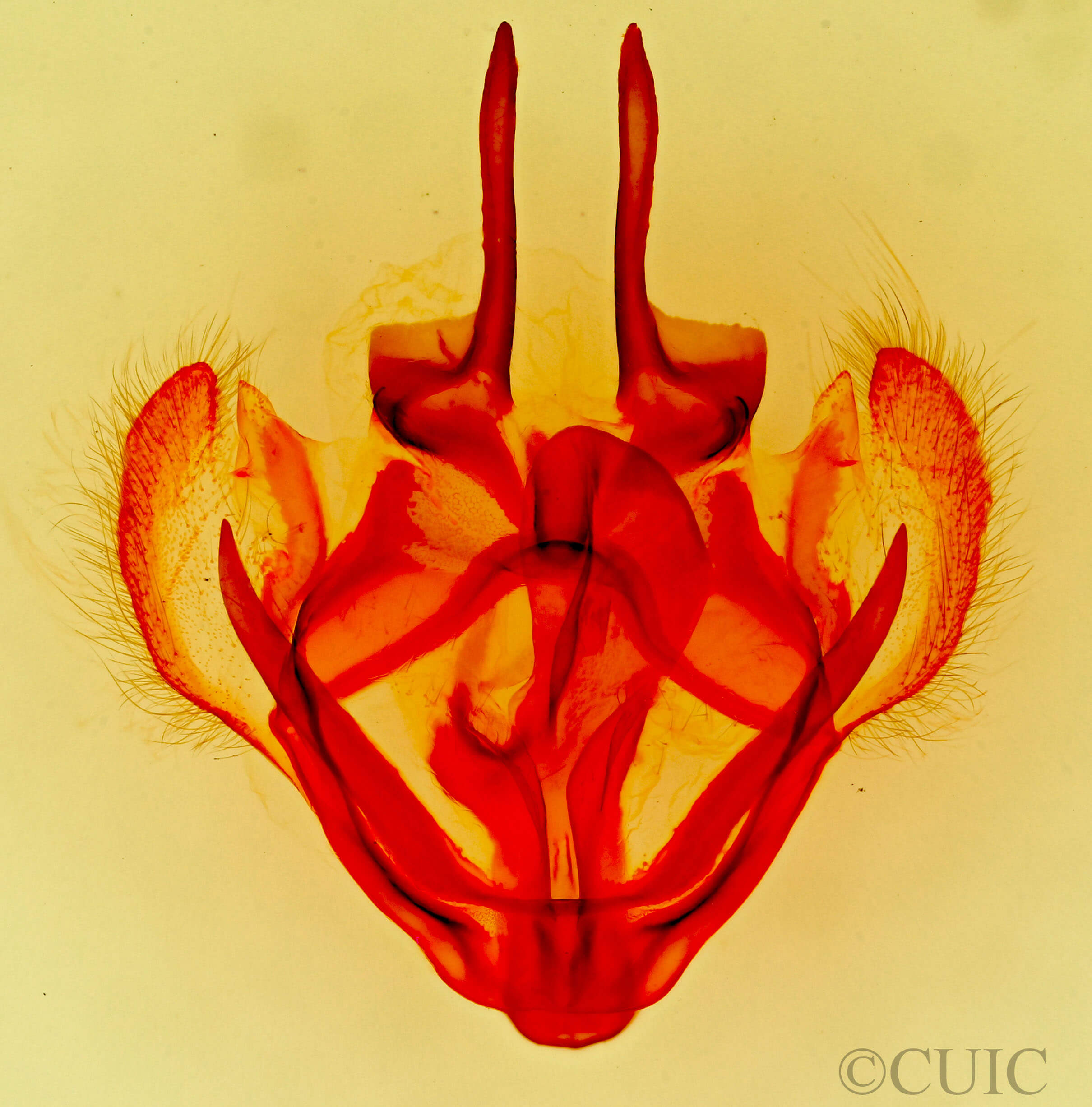 genitalia view of adult Tolype velleda