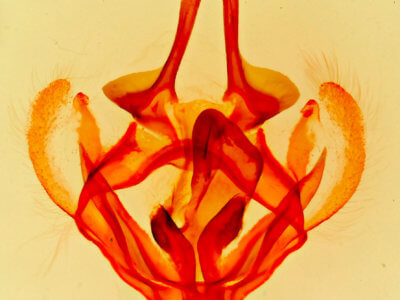 genitalia view of adult Tolype laricis