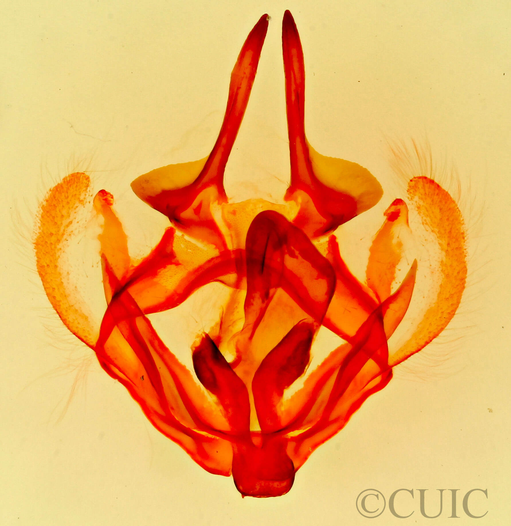 genitalia view of adult Tolype laricis