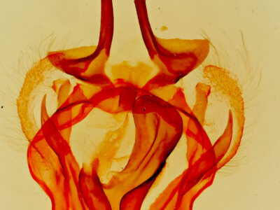 genitalia view of adult Tolype notialis