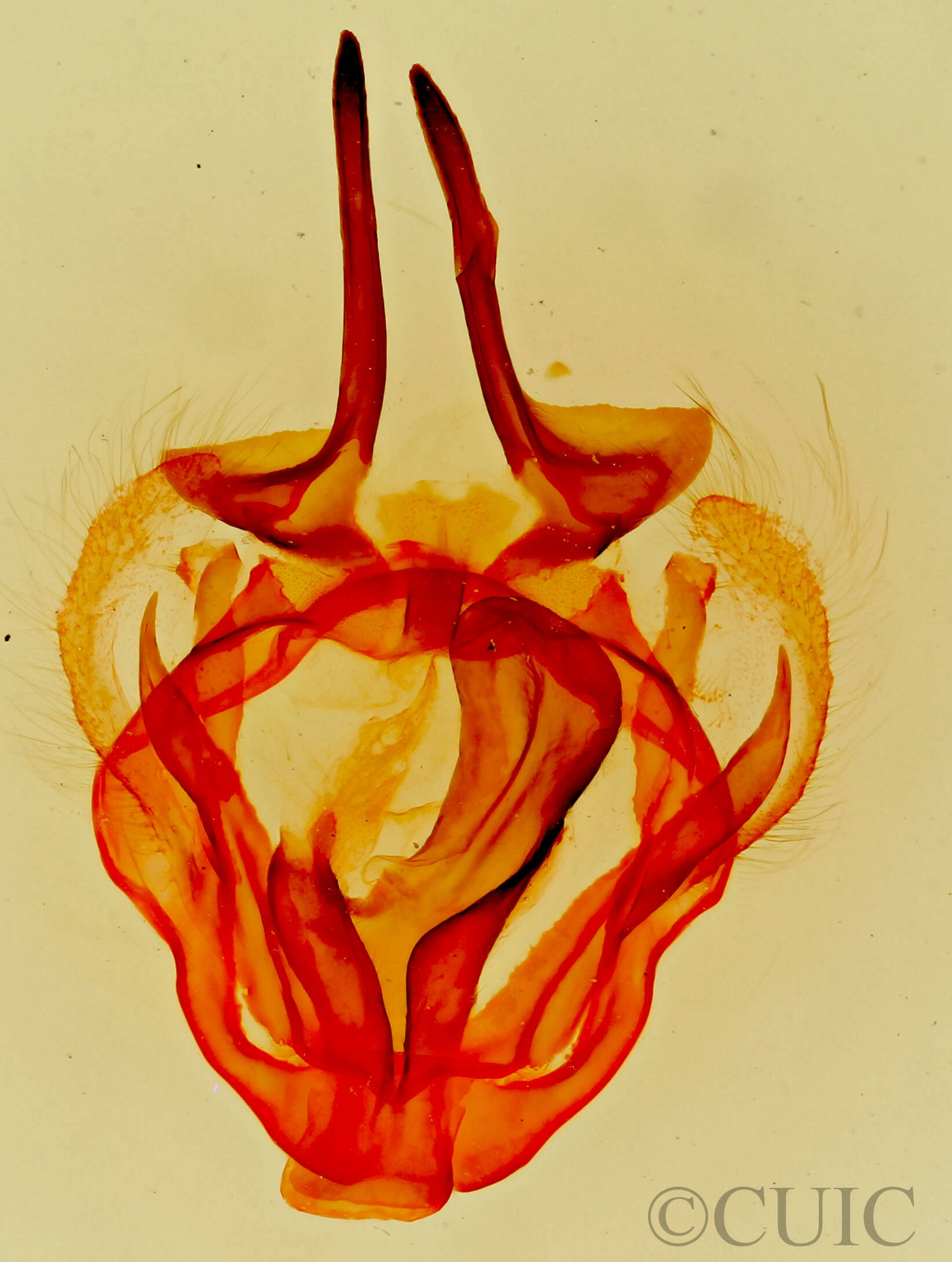 genitalia view of adult Tolype notialis