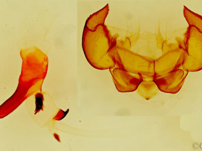 genitalia view of adult Phyllodesma americana