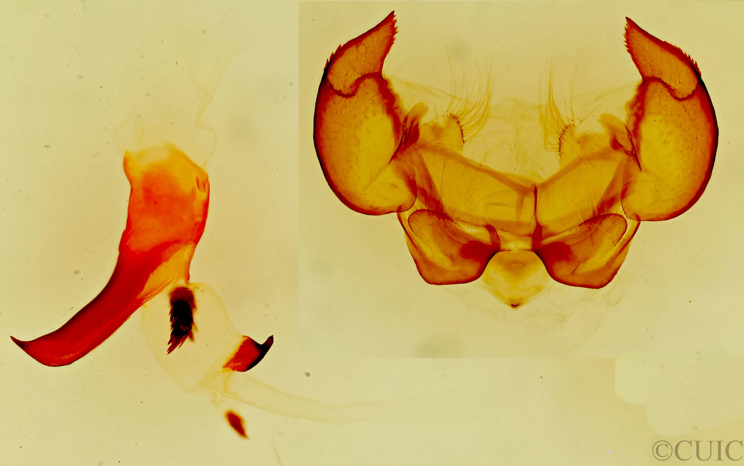 genitalia view of adult Phyllodesma americana