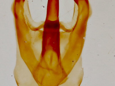 genitalia view of adult Malacosoma californica