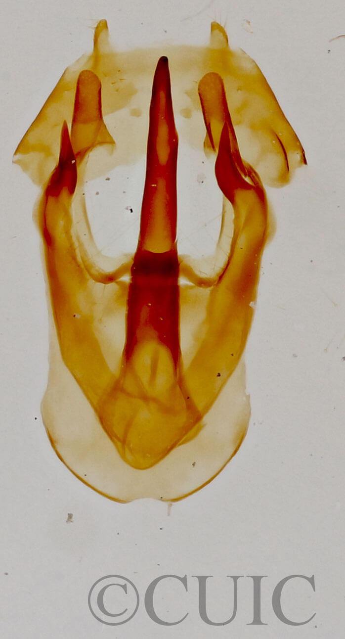 genitalia view of adult Malacosoma californica