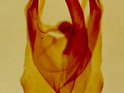 genitalia view of adult Malacosoma californica
