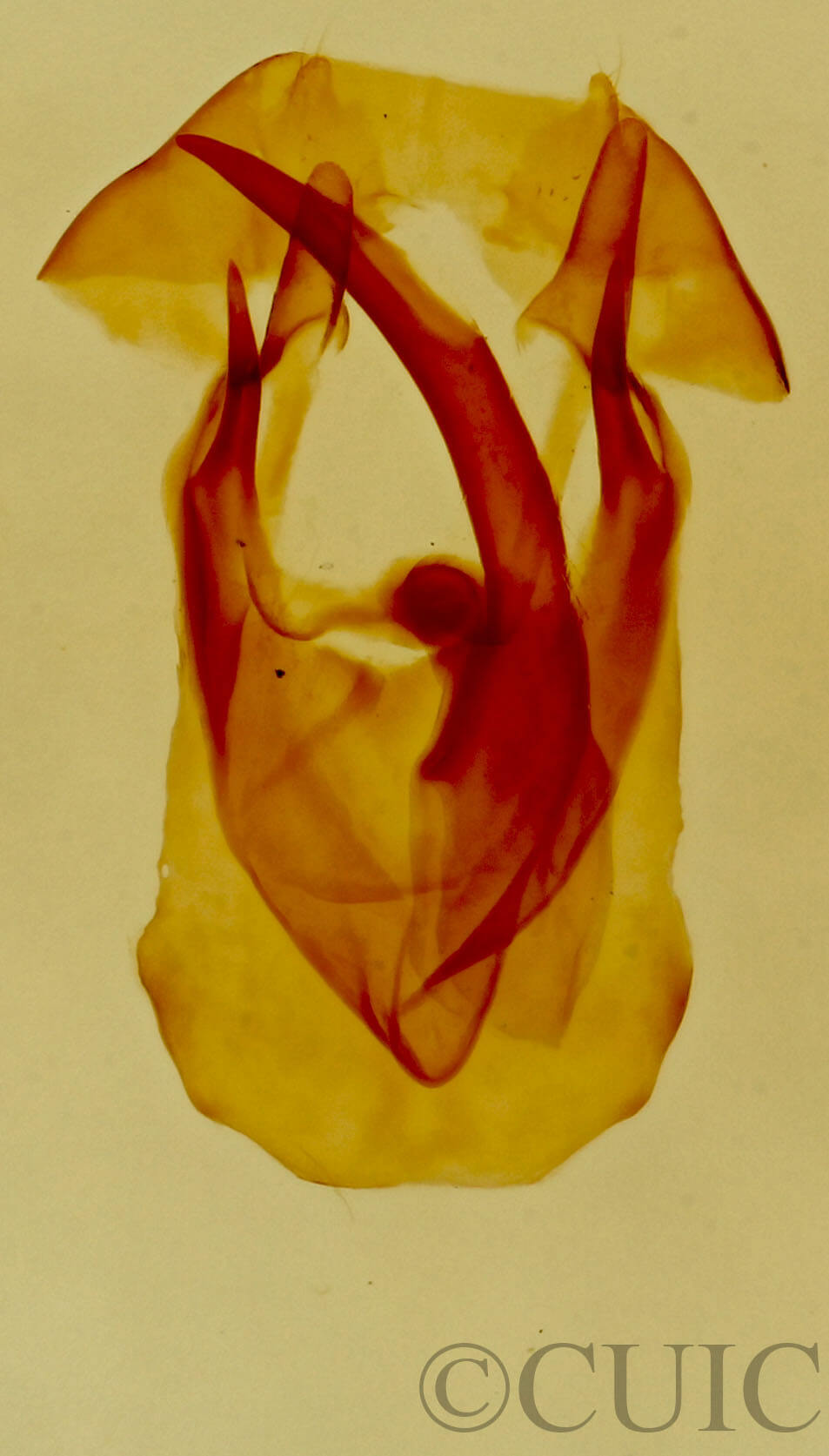 genitalia view of adult Malacosoma californica