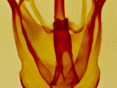 genitalia view of adult Malacosoma californica lutescens