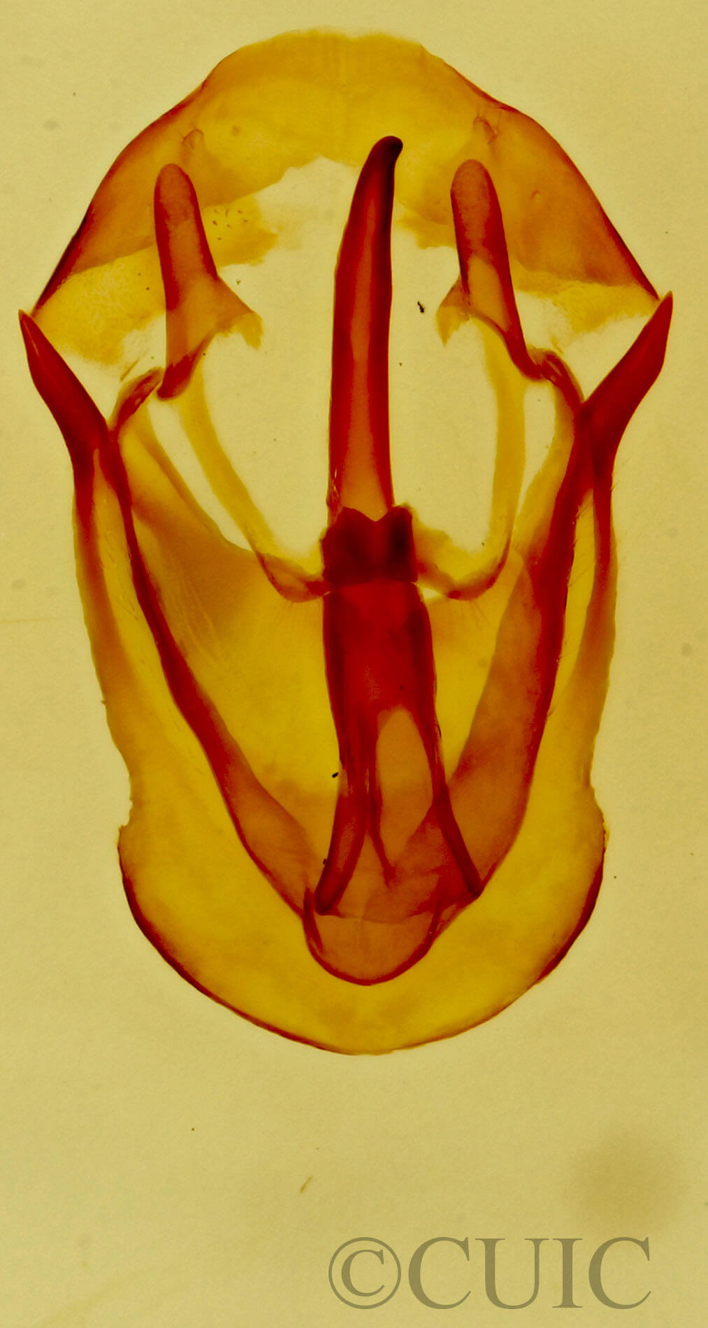 genitalia view of adult Malacosoma californica lutescens