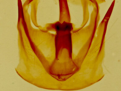 genitalia view of adult Malacosoma californica
