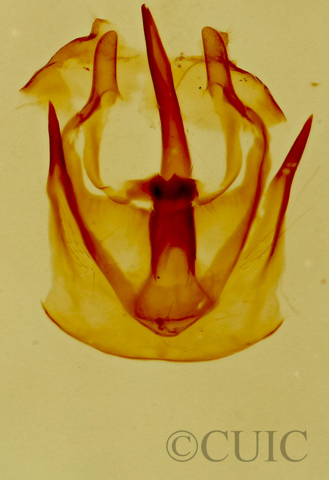 genitalia view of adult Malacosoma californica