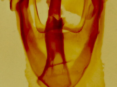 genitalia view of adult Malacosoma  californica