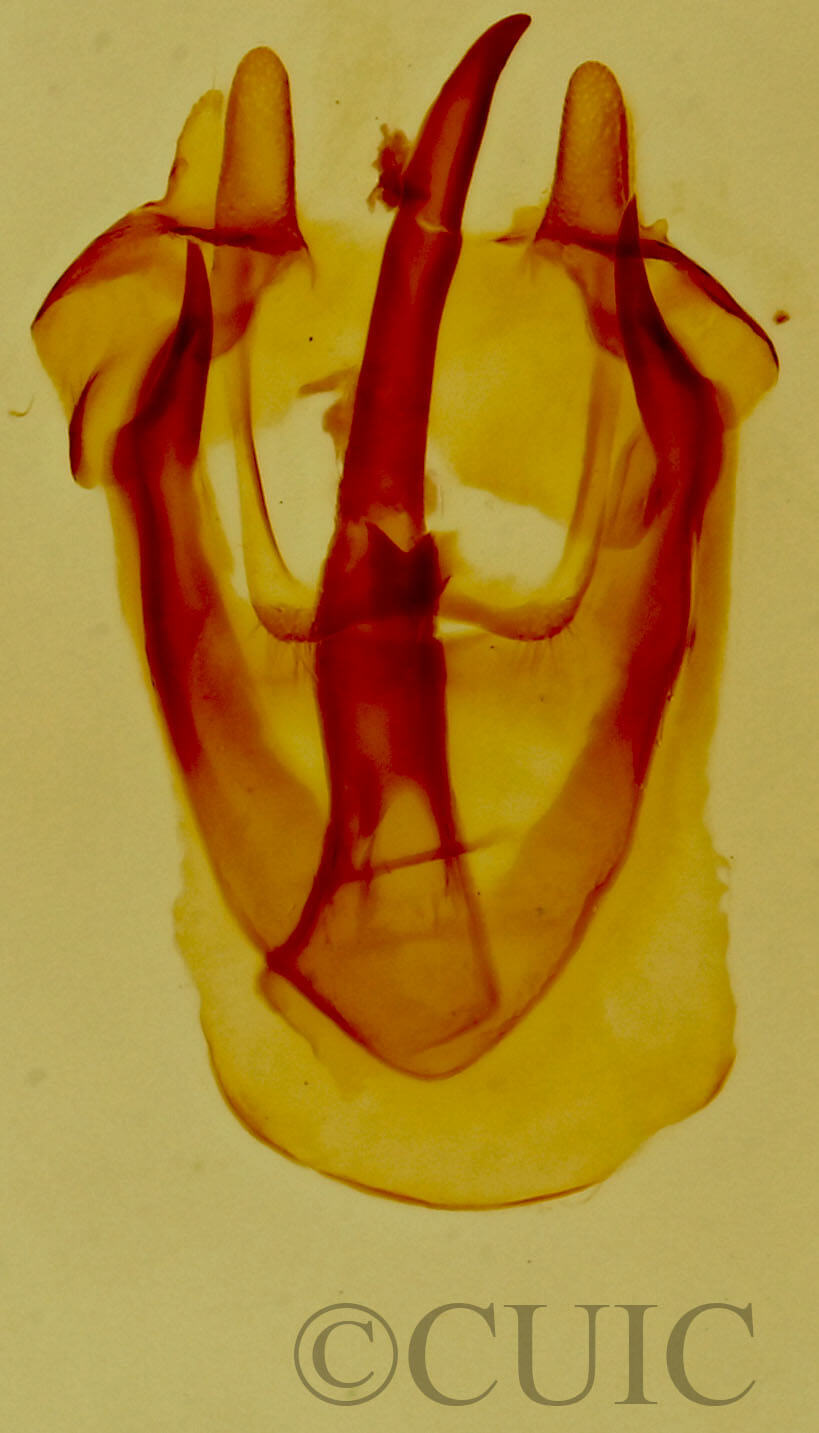 genitalia view of adult Malacosoma  californica