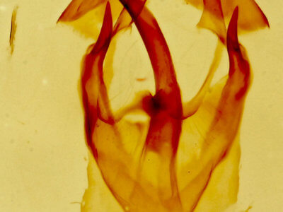 genitalia view of adult Malacosoma californica