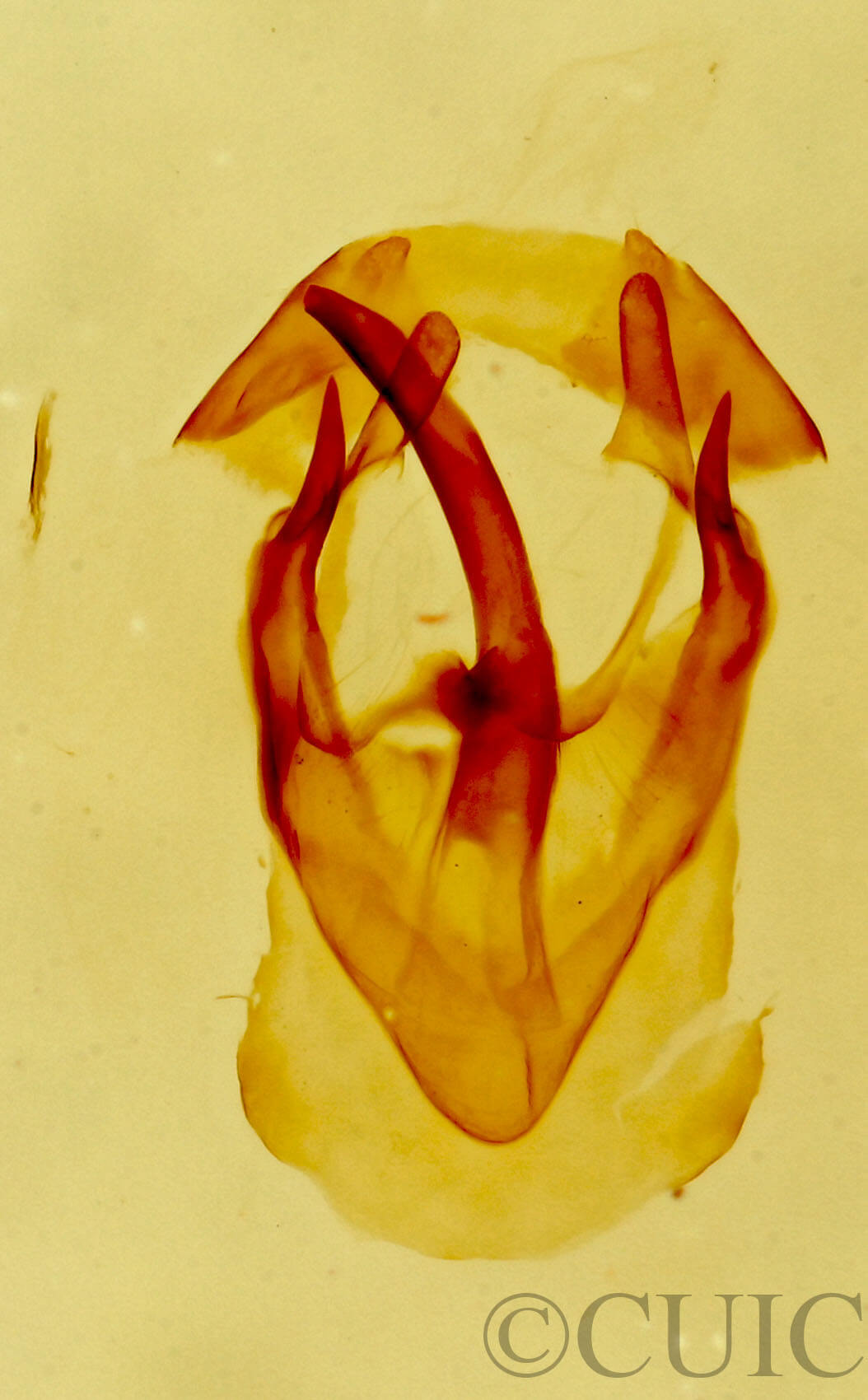 genitalia view of adult Malacosoma californica