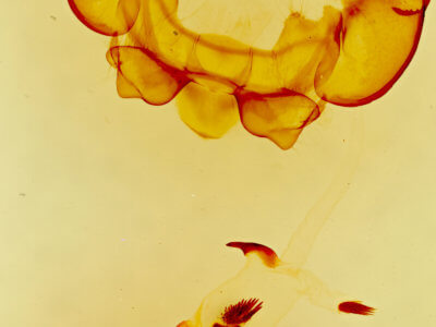 genitalia view of adult Phyllodesma americana